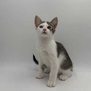 Wendell -  Domestic Short Hair Cat for Adoption in State College, Pennsylvania - Wendell | PetCurious