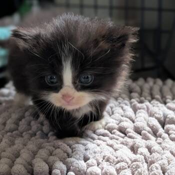 Rescue Domestic Medium Hair Cats for Adoption in Shinnston, West Virginia - Kinderella | PetCurious