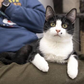 Domestic Short Hair Cats Available for Adoption - Billy | PetCurious