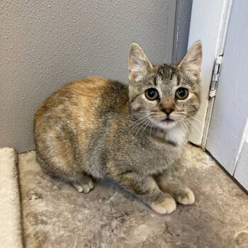 Rescue Domestic Short Hair Cats for Adoption in Attica, New York - Cricket | PetCurious