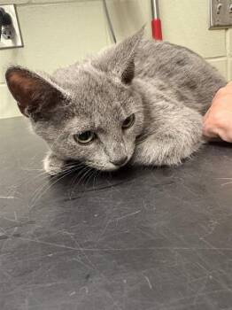 JACOB -  Domestic Short Hair Cat for Adoption in Minneapolis, Minnesota - JACOB | PetCurious
