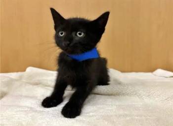 BEVO -  Domestic Short Hair Cat for Adoption in Brentwood, Missouri - BEVO | PetCurious