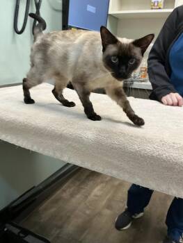 Suki -  Domestic Short Hair and Siamese Cat for Adoption in Wheaton, Illinois - Suki | PetCurious