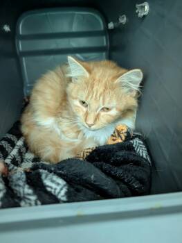 Beatrice - At shelter -  Domestic Medium Hair Cat for Adoption in Rustburg, Virginia - Beatrice - At Shelter | PetCurious