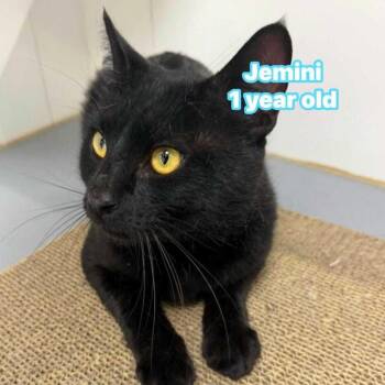 Jemini -  Domestic Short Hair Cat Available for Adoption in Jessup, Maryland - Jemini | PetCurious