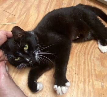 Rescue Domestic Short Hair Cats for Adoption in Lincoln Park, Michigan - Baby | PetCurious