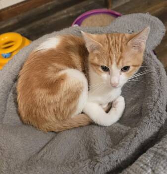 Rescue Domestic Short Hair Cats for Adoption in Overland Park, Kansas - Tuesday | PetCurious