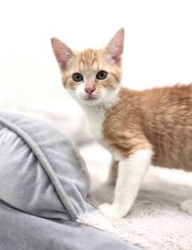 Rescue Domestic Short Hair Cats for Adoption in Chapel Hill, North Carolina - Charlotte | PetCurious