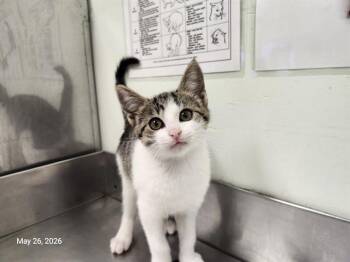 COSMIC CRISP* -  Domestic Short Hair Cat Available for Adoption in Santa Cruz, California - COSMIC CRISP* | PetCurious