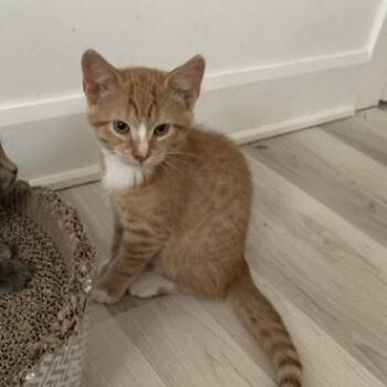 Rescue Tabby Cats for Adoption in Saint-jacques, Quebec - Fanette | PetCurious