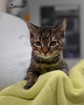 Junior -  Domestic Short Hair Cat for Adoption in Watkinsville, Georgia - Junior | PetCurious
