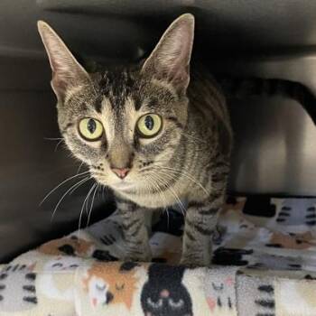 Lava -  Domestic Short Hair Cat for Adoption in Wheaton, Illinois - Lava | PetCurious