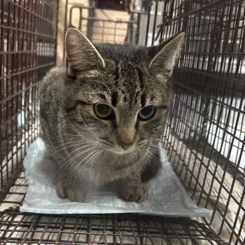 Domestic Short Hair Cats Available for Adoption - Cheesesteak | PetCurious