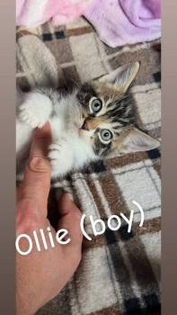 Ollie (Haycock 7 Litter) -  Domestic Short Hair Cat for Adoption in Telford, Pennsylvania - Ollie (Haycock 7 Litter) | PetCurious