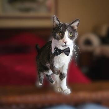 Remmy -  Domestic Short Hair Cat for Adoption in Scottsdale, Arizona - Remmy | PetCurious
