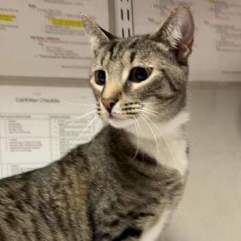 Domestic Short Hair Cats Available for Adoption - Odie | PetCurious