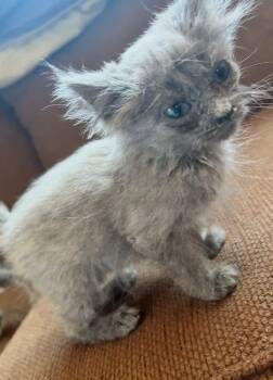 Tilly -  Russian Blue Cat for Adoption - Tilly | PetCurious