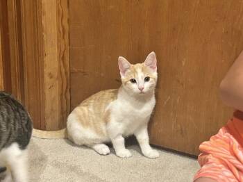 Maple - KITTEN in foster -  Domestic Short Hair Cat for Adoption in Alexandria, Virginia - Maple - KITTEN In Foster | PetCurious