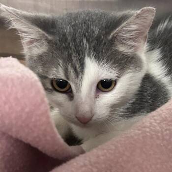 Flower -  Domestic Short Hair Cat for Adoption in Edinburg, Texas - Flower | PetCurious