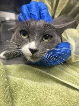 LOUISE -  Domestic Short Hair Cat for Adoption in Las Vegas, Nevada - LOUISE | PetCurious