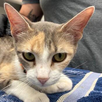 Devyn -  Domestic Short Hair Cat for Adoption in Corpus Christi, Texas - Devyn | PetCurious
