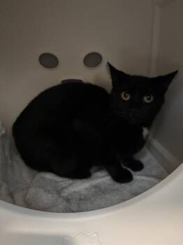 OPRAH -  Domestic Short Hair Cat for Adoption in Leesburg, Virginia - OPRAH | PetCurious