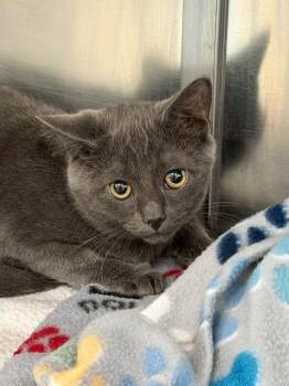 26-24 Cameron -  Domestic Short Hair Cat for Adoption in St. Helens, Oregon - 26-24 Cameron | PetCurious