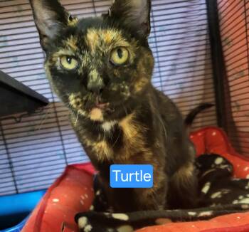 Rescue Tortoiseshell Cats for Adoption in Muncie, Indiana - Turtle | PetCurious