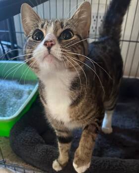 Rescue Domestic Short Hair Cats for Adoption in Novato, California - Saturday | PetCurious