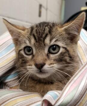 Tabby Kitten (cc7213) -  Domestic Short Hair Cat for Adoption in West Orange, New Jersey - Tabby Kitten (cc7213) | PetCurious