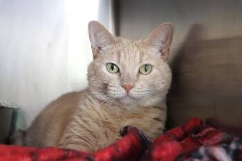 Domestic Short Hair Cats Available for Adoption - Mimosa | PetCurious