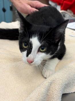Tabasco -  Domestic Short Hair Cat for Adoption in Frankfort, Kentucky - Tabasco | PetCurious