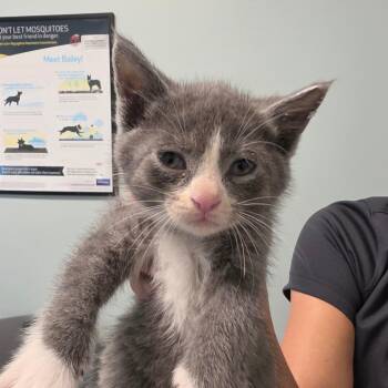 Dos -  Domestic Short Hair Cat for Adoption in Leander, Texas - Dos | PetCurious