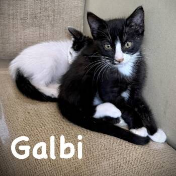 Galbi -  Domestic Short Hair Cat for Adoption in Sarasota, Florida - Galbi | PetCurious