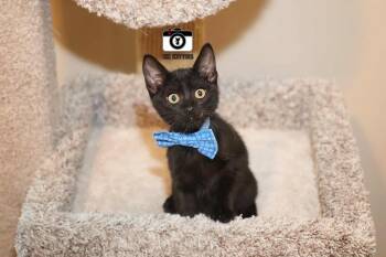 Rescue Domestic Short Hair Cats for Adoption in Overland Park, Kansas - Harrison | PetCurious