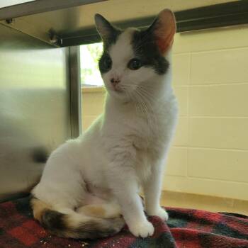 Ontario -  Domestic Short Hair Cat Available for Adoption in Plover, Wisconsin - Ontario | PetCurious