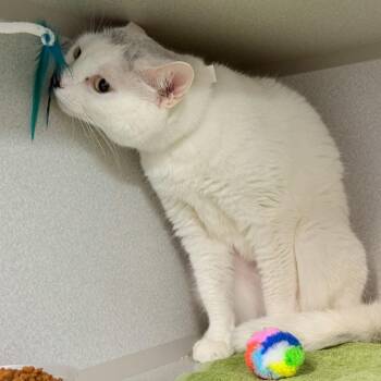 Domestic Short Hair Cats Available for Adoption in New York, New York - Fifi | PetCurious