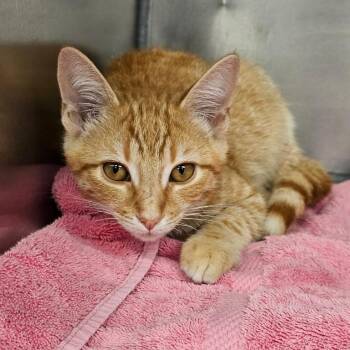 Theodore -  Domestic Short Hair Cat for Adoption in Martinsville, Virginia - Theodore | PetCurious