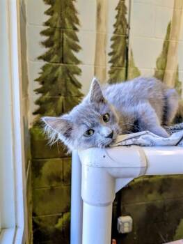 Rescue Domestic Medium Hair Cats for Adoption in Frisco, Colorado - MERCURY | PetCurious