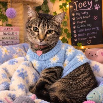 Joey 26-06-138 -  Domestic Short Hair Cat for Adoption in Bastrop, Texas - Joey 26-06-138 | PetCurious
