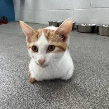 CompBeast -  Domestic Short Hair Cat for Adoption in Carencro, Louisiana - CompBeast | PetCurious