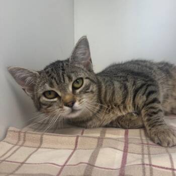 Apple Crisp -  Domestic Short Hair Cat for Adoption - Apple Crisp | PetCurious