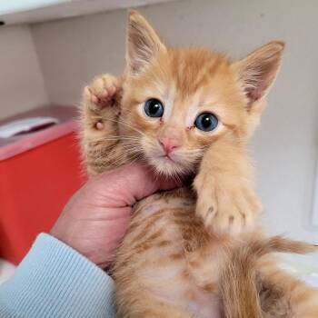 Buster (brown) -  Domestic Short Hair Cat for Adoption in Belfair, Washington - Buster (brown) | PetCurious