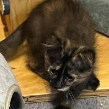 Skittles -  Domestic Short Hair Cat for Adoption in Grand Island, Nebraska - Skittles | PetCurious
