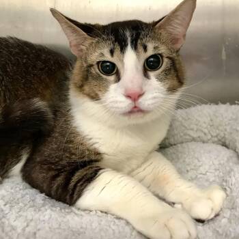 Domestic Short Hair Cats Available for Adoption in Oakland, California - Mackerel | PetCurious