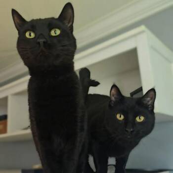 Geico Gecko -  Domestic Short Hair Cat for Adoption in Jarrettsville, Maryland - Geico Gecko | PetCurious