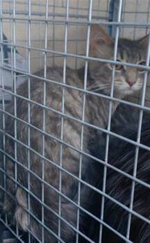 Domestic Short Hair Cats Available for Adoption in Fort Lauderdale, Florida - KOI | PetCurious