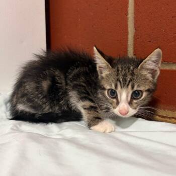 Mouse -  Domestic Short Hair Cat for Adoption in Cabot, Arkansas - Mouse | PetCurious