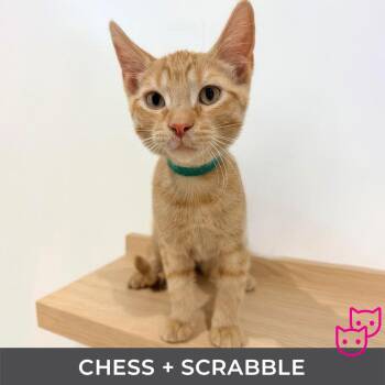 Chess (bonded with Scrabble) -  Domestic Short Hair Cat for Adoption in Toronto, Ontario - Chess (bonded With Scrabble) | PetCurious