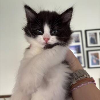 Domestic Short Hair Cats Available for Adoption in Washington, District Of Columbia - The Spring Litter - Cow | PetCurious